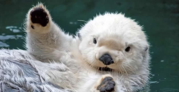 The Dark King Of Creatures: The Sea Otter's Harmless Appearance Hides a Terrifying Breeding Process