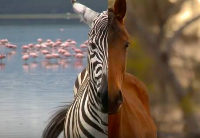 Is a Zebra a Horse? Why Are There So Many Zebras In Africa That No One Has Domesticated To Ride?