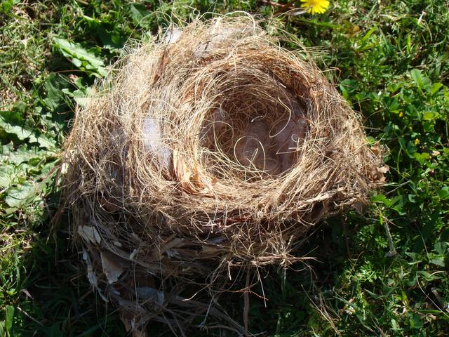 With Such a Large Number Of Birds, Why Do We Rarely See Bird Nests?