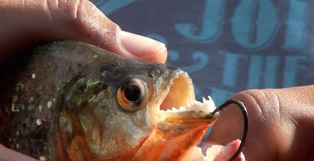 Why Didn't The Fierce And Brutal Piranha Dominate The Amazon? Here Lies Its Natural Enemy
