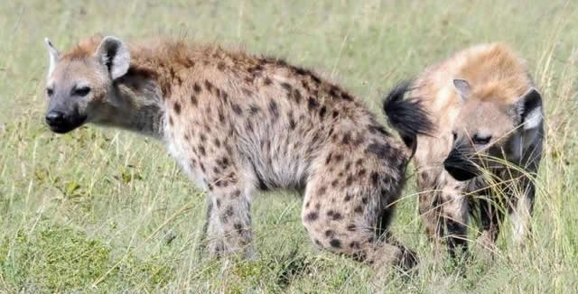 A Female Spotted Hyena With Lad Parts? Is It a Genetic Mutation, Or Is It Male Incompetence?
