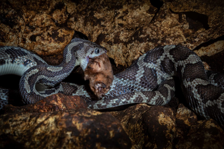 The Night Snake, The World's Geekiest Snake, Has a Hunting Success Rate Of Less Than 1% And Only Succeeds Once In 200 Strikes