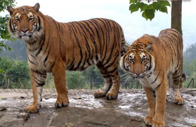 Wild Tiger Reappears In Shadow, Rare Scene Captured In Malaysia, How Rare Is This Tiger?