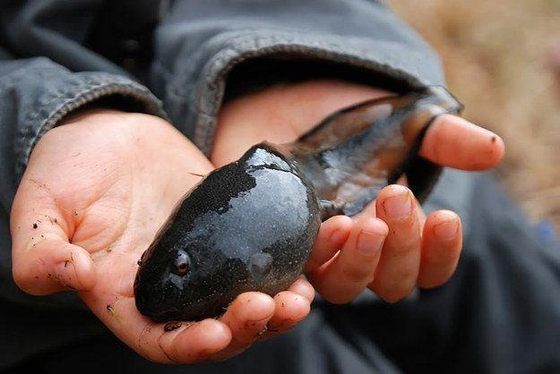 Giant Frogs - Special Breeding Behavior Creates The World's Largest Frog, But Very Small Tadpoles