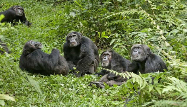 What Happened To The Experiment To Crossbreed With Chimpanzees And The Five Human Women Willing To Pay For Science?