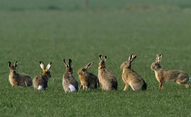 From 24 To 10 Billion! The "Battle Of The Rabbits" Lasted For More Than 100 Years, But Australia Was Defeated!